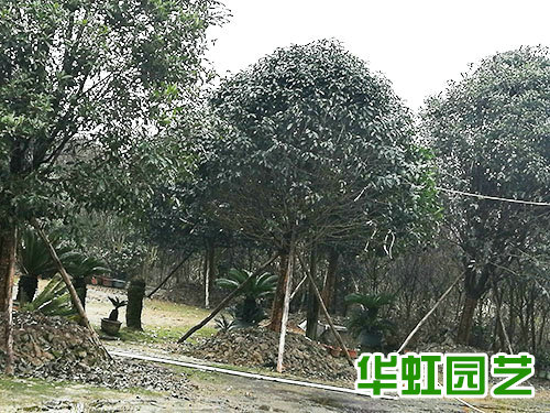 桂花樹(shù)木