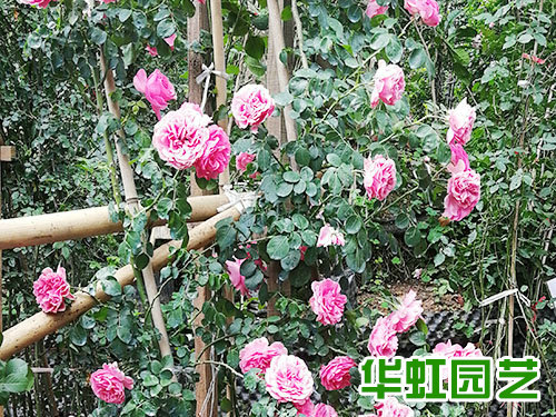 花卉基地 批發(fā)零售