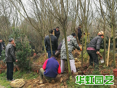 懷化傳化公路港園區(qū)綠化工程